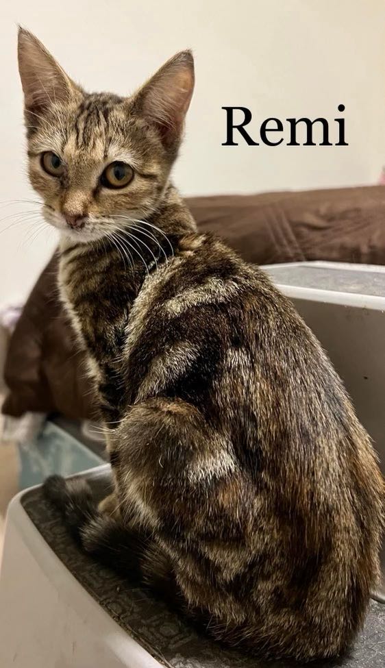 Cats for Adoption in Maple Grove, Minnesota | Alpha Paw