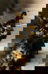 Confetti