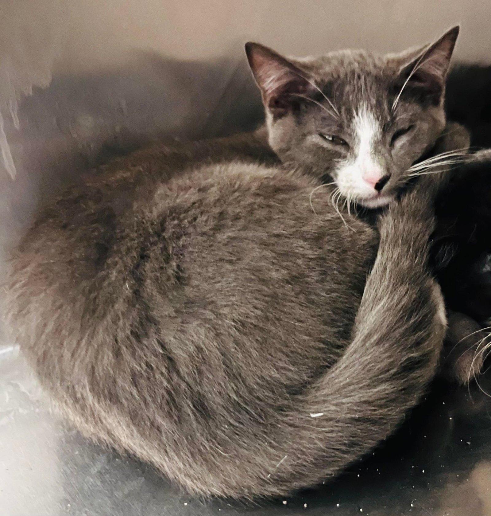 Cats for Adoption in Farmington, Minnesota Alpha Paw