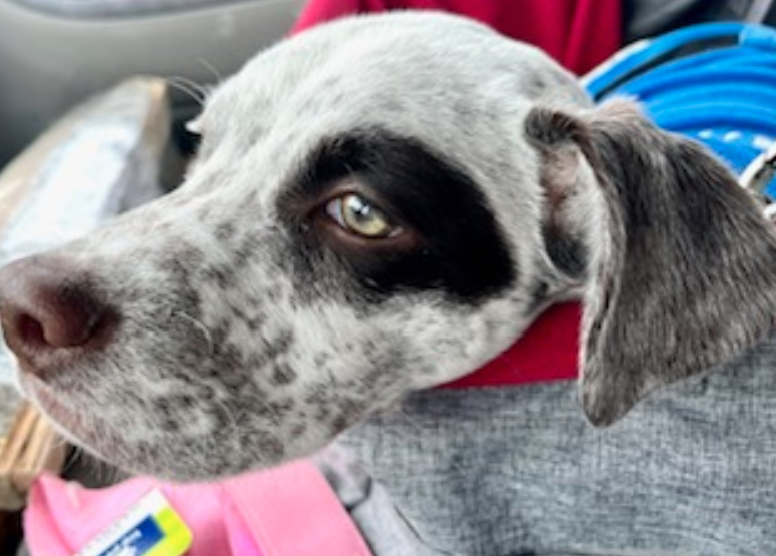 Dog for Adoption Eugene Charles, a Pointer in Saint Cloud, MN Alpha Paw