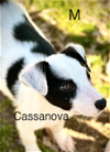 Cassanova