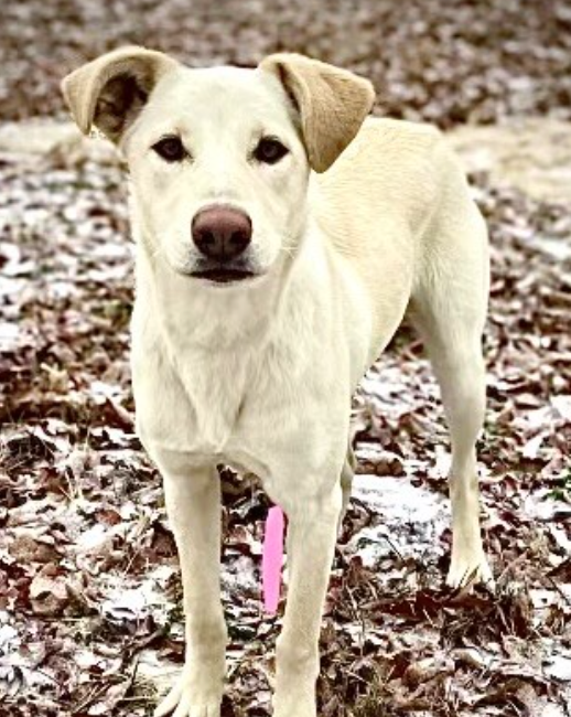 Dog for Adoption Dawg, a Labrador Retriever in Anoka County, MN