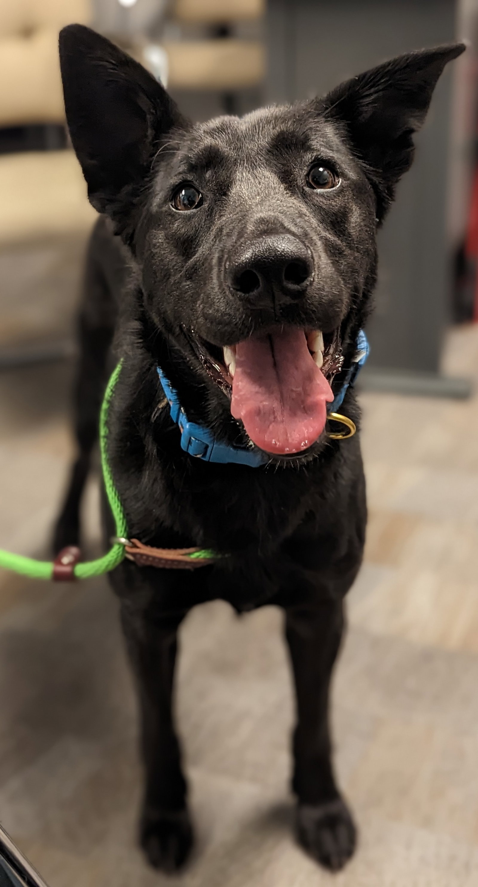 Dog for Adoption - Dusk, a German Shepherd Dog in Saint Cloud, MN ...