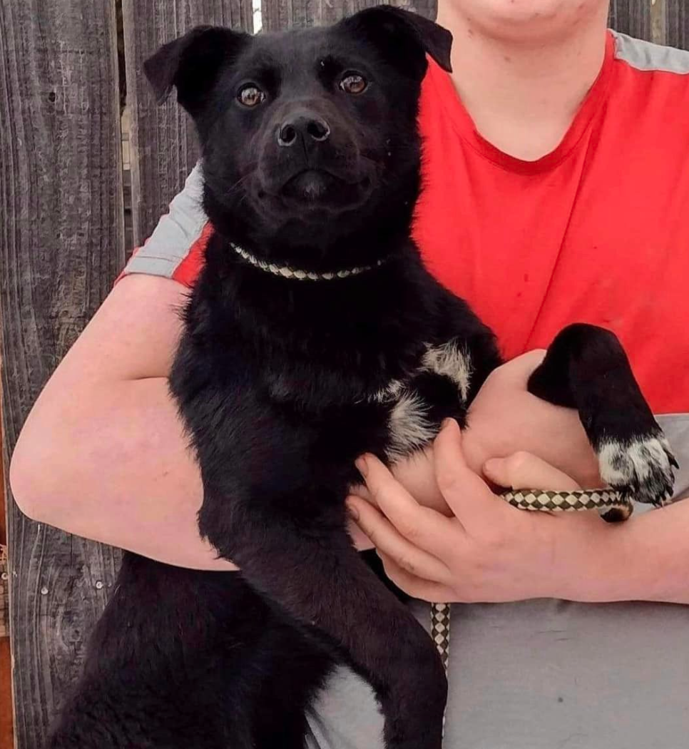 Dog for Adoption Sandman, a Terrier in Crystal, MN Alpha Paw