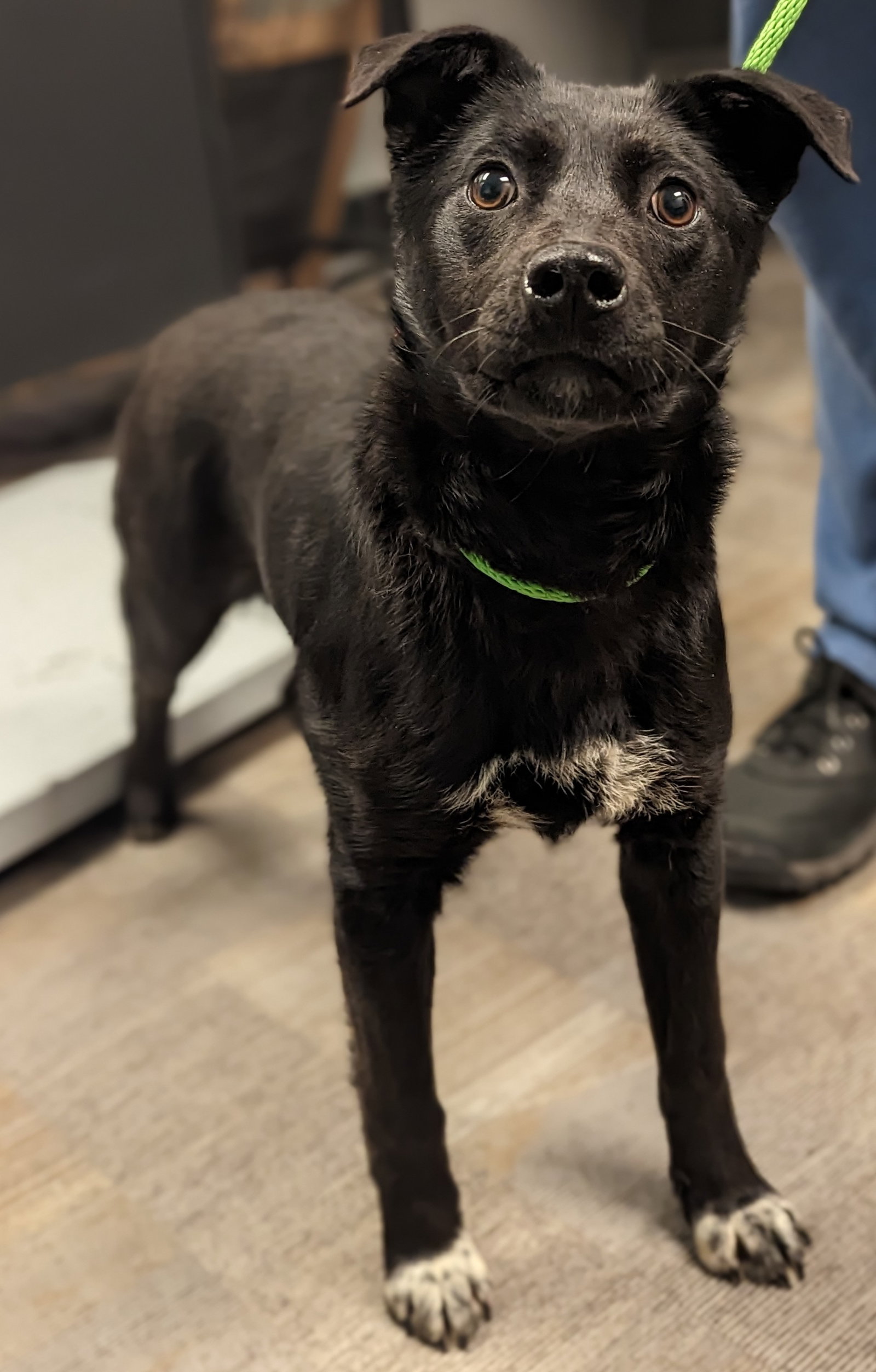 Dog for Adoption Sandman, a Terrier in Crystal, MN Alpha Paw