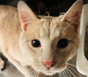 Sir Sampson