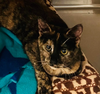 Delilah