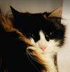 Missy