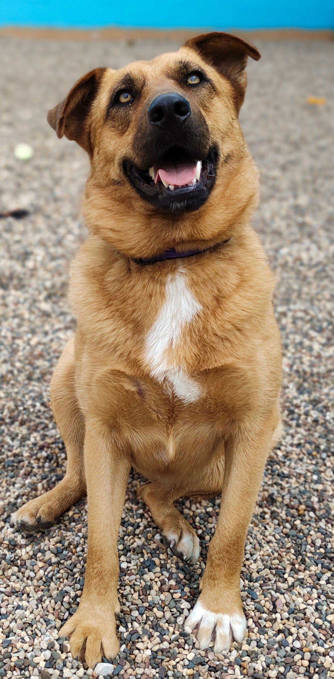 adoptable Dog in Osseo, MN named Emmy