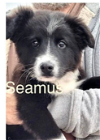 Seamus *mini aussie*