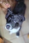 Seamus *mini aussie*
