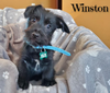 Winston