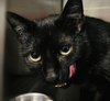 Gidget Cat