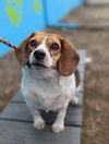 Daisy