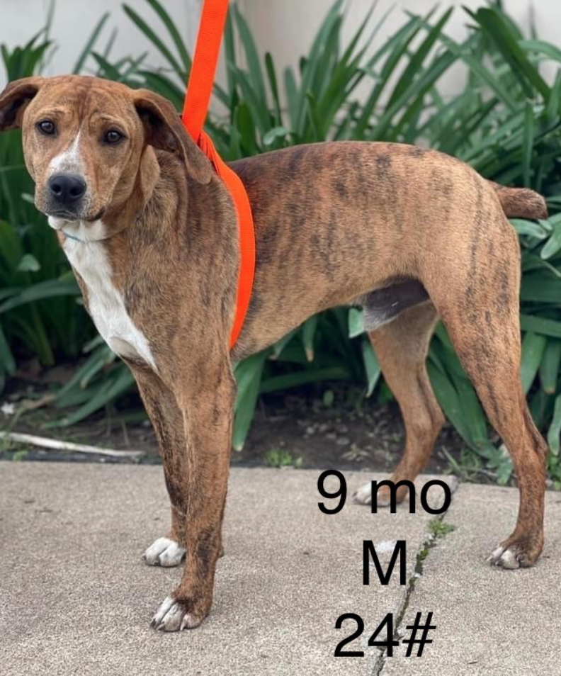 Dog for Adoption Pecan, a Australian Cattle Dog/Blue Heeler in