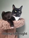 Momma Midnight