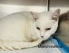 Marshmellow