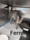 Fern