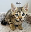 Hallie