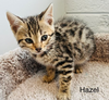 Hazel Bengal