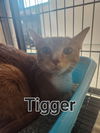 Tigger