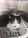 Eloise