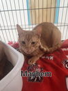 Mayhem
