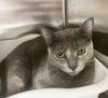 Phoebe cat