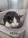 Mille