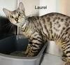 Laurel