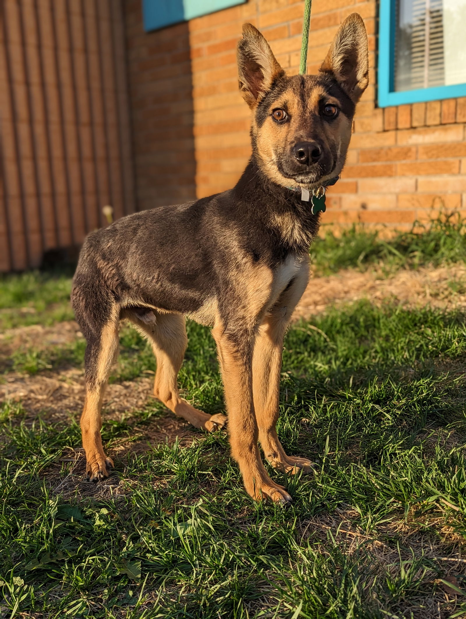 German shepherd mix with small clearance dog