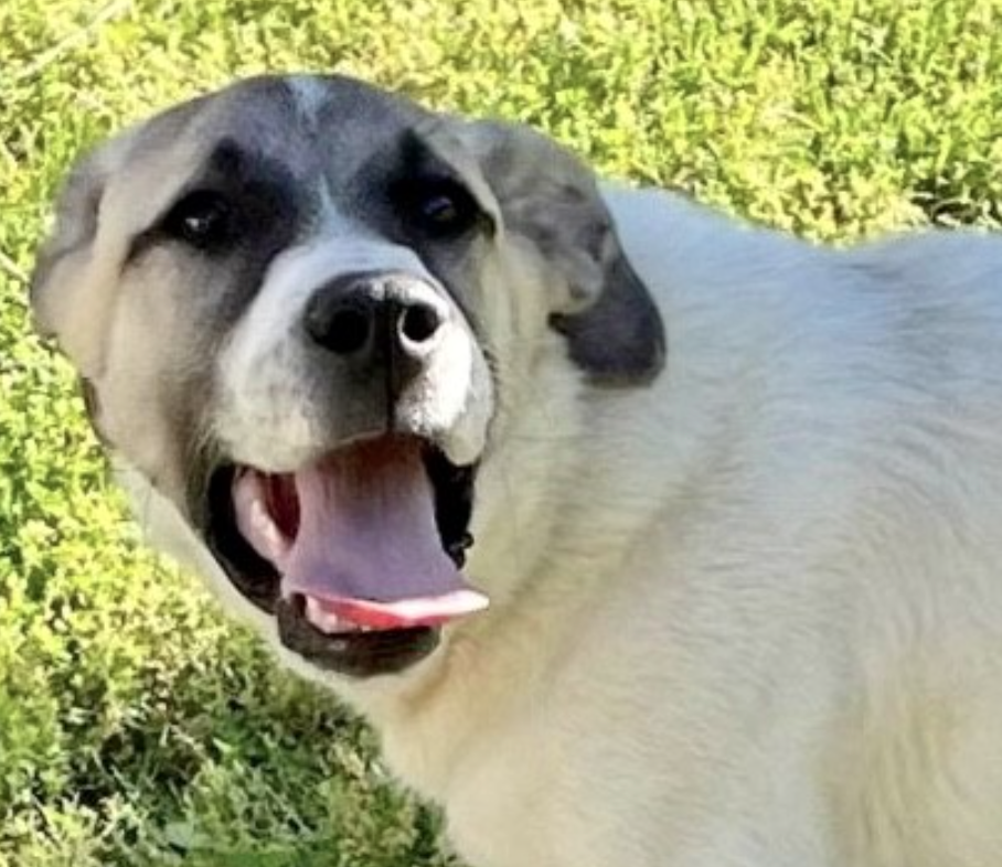 Dog for Adoption Lovey, a Labrador Retriever in Saint Cloud, MN
