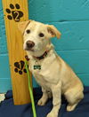 Charlotte- puppy