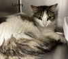 Lovey cat