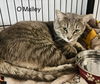 O'Malley