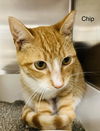 Chip