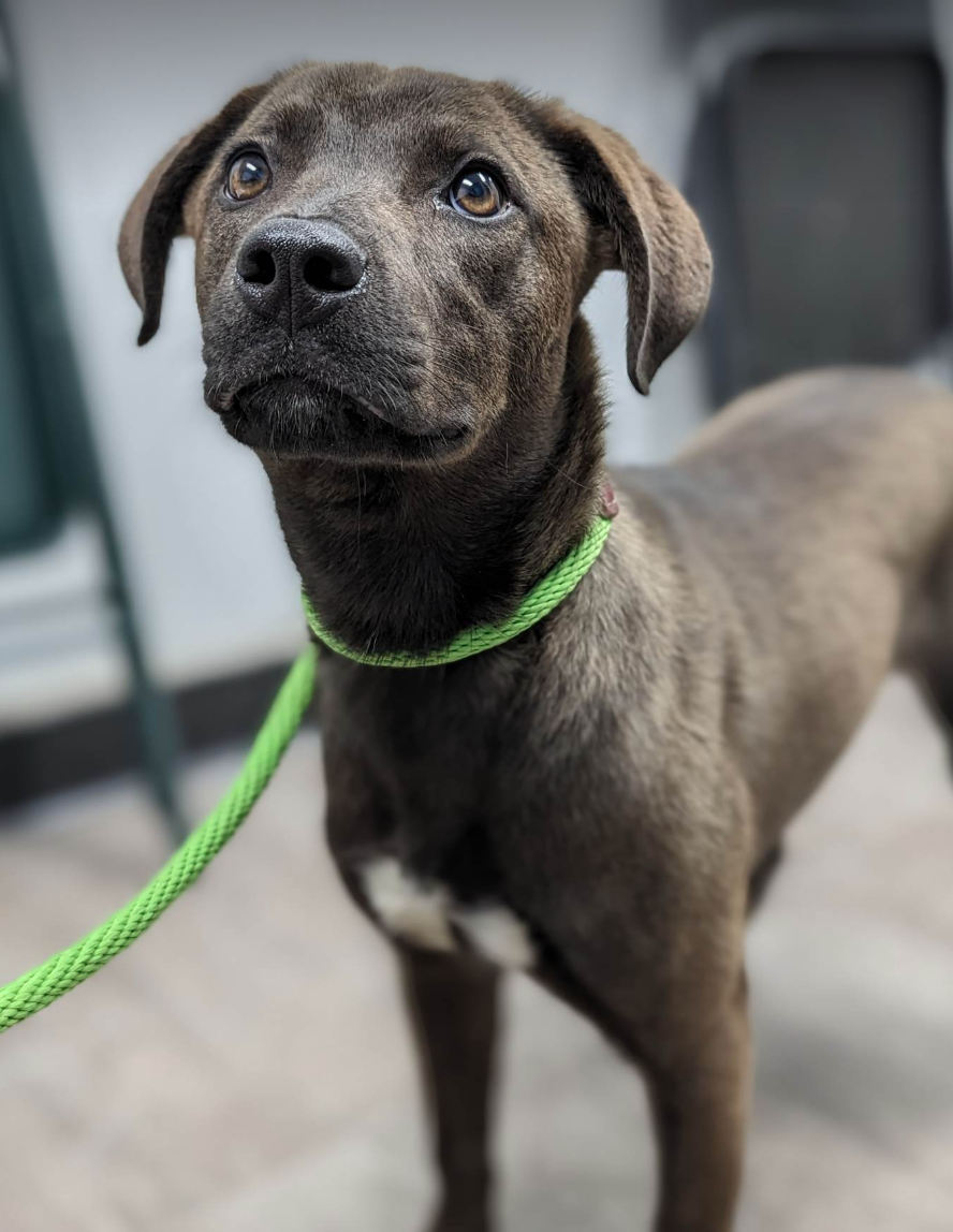 Dog for Adoption Victoria, a Labrador Retriever in Wayzata, MN Alpha Paw