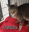 Jeanie