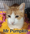 Mr Pumpkin