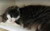 Kitty Whiskars