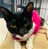 adoptable Cat in osseo, MN named Lolita