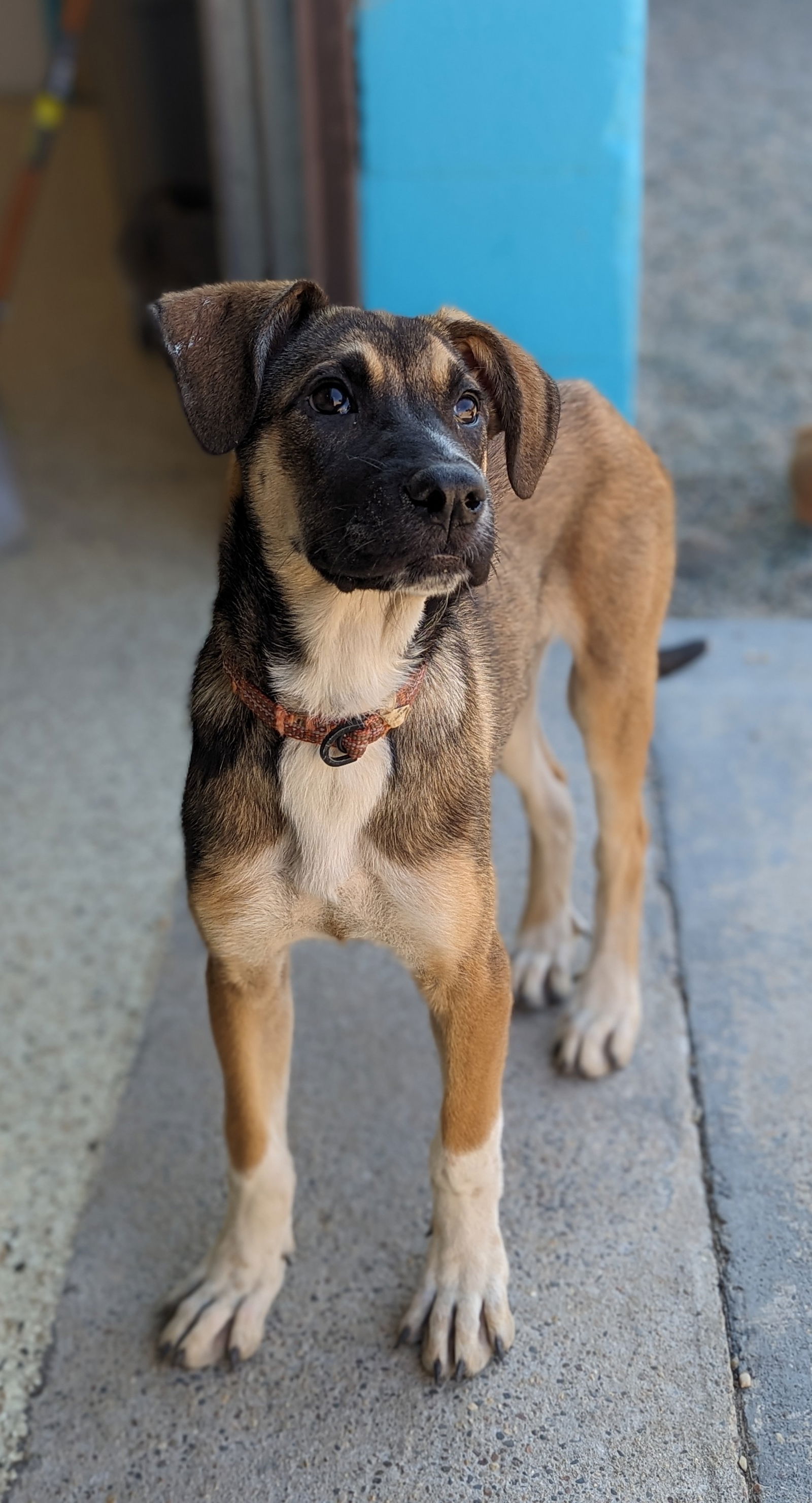 Female german hot sale shepherd mix