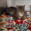 Cinderella