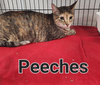 Peeches