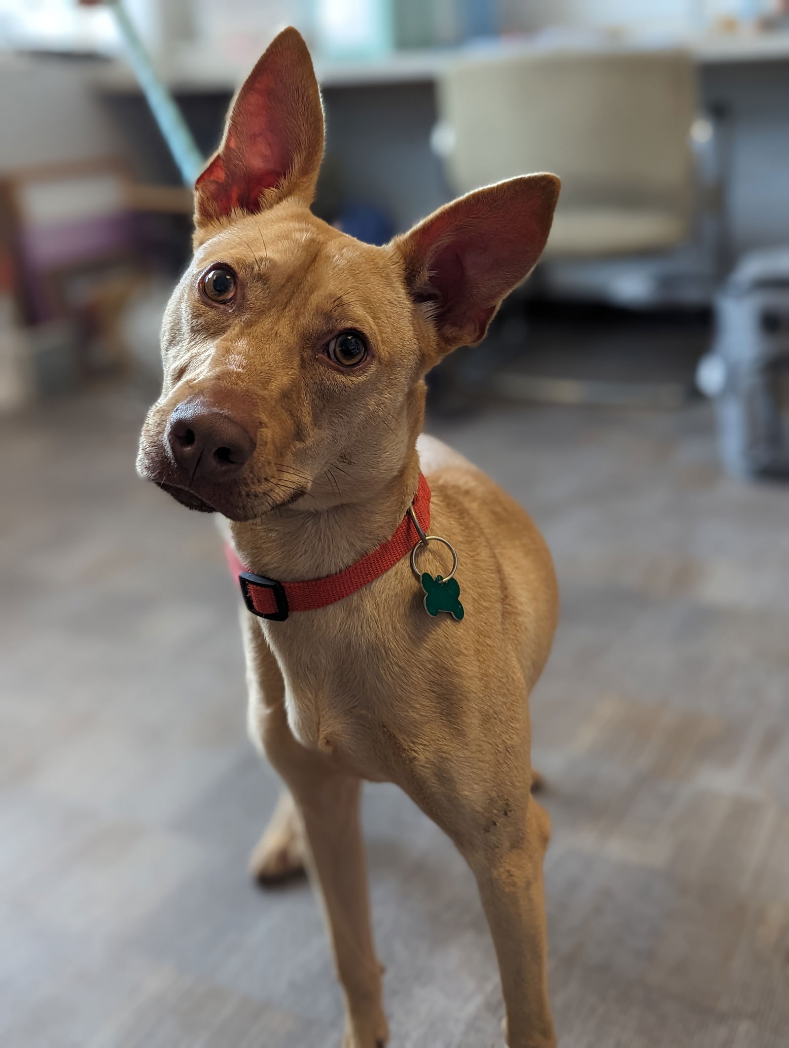 Chihuahua pharaoh hound store mix