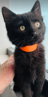 COCOA