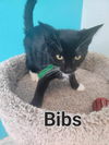 Bibs