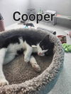 Cooper