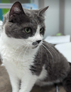 MELBA