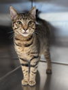 Oliver